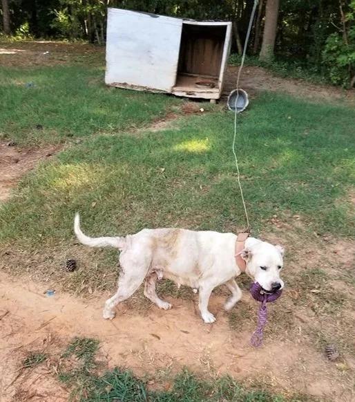 maggie tied to a pole