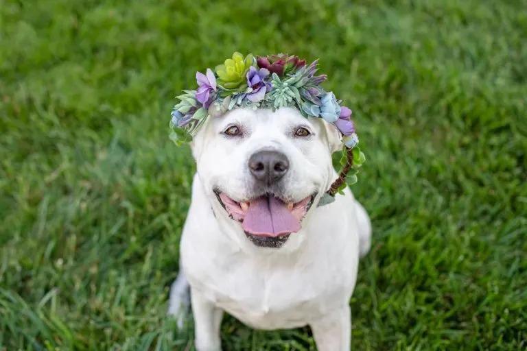 maggie with flower crown