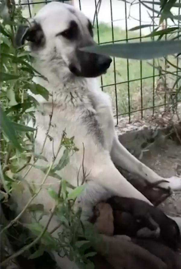 mama dog feeding orphaned pups