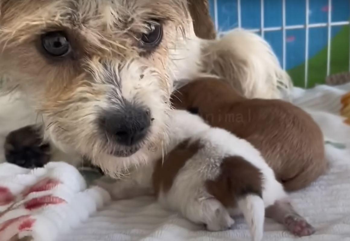 mama dog with her rescued puppies