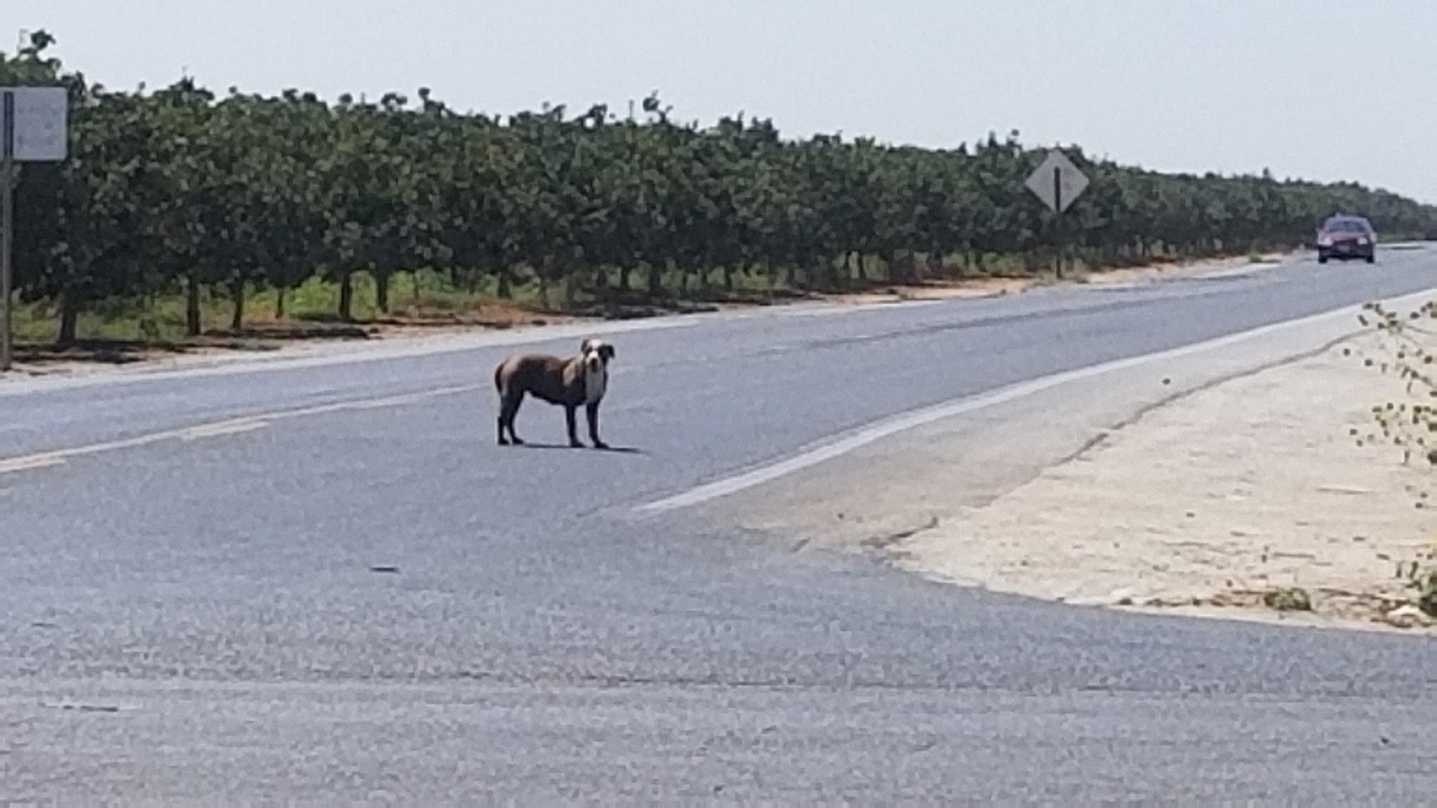 mama in the middle of the road