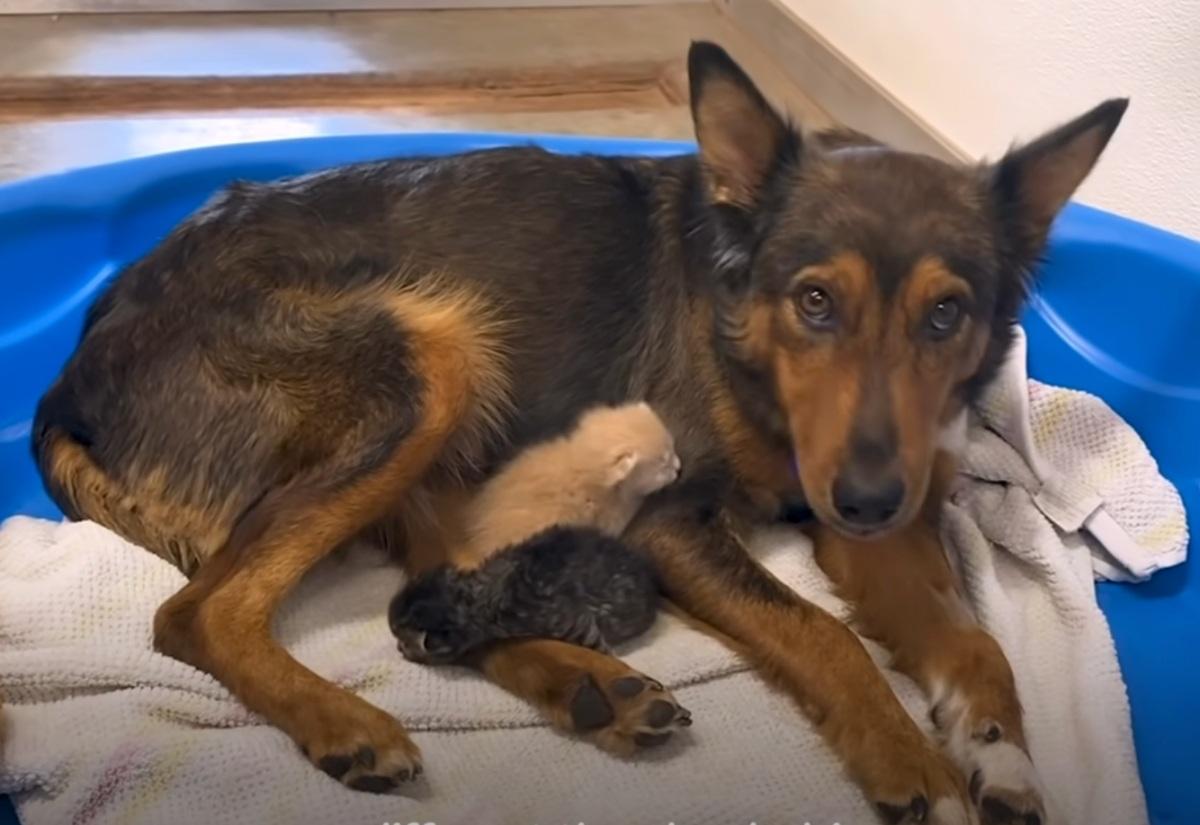 milo feeding the kittens