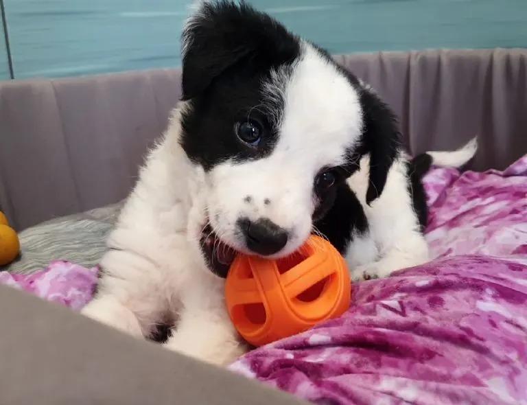 milo playing with a ball