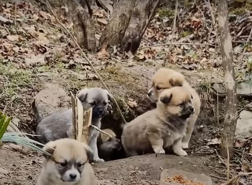 more stray puppies waiting