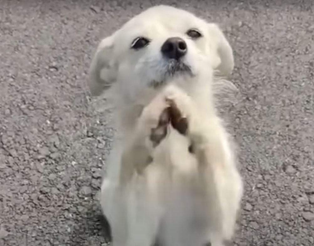 mother dog begging