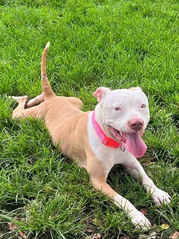 olivia happy in the grass