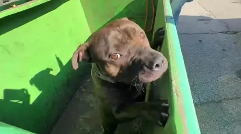 pittie standing in the dumpster