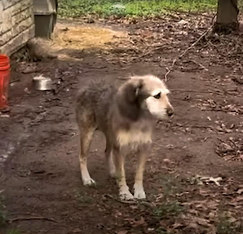 poor dog in small yard