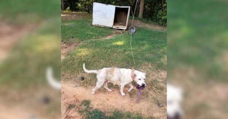 Virginia Rescuers Stunned By Pup Chained For Years, Decide To Step In