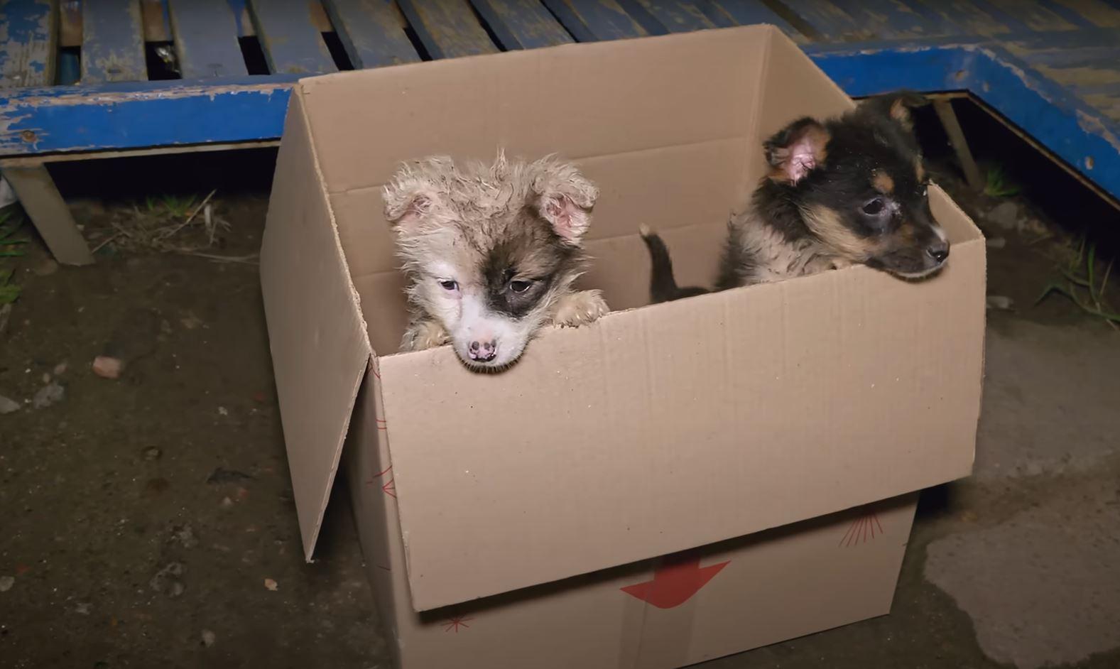 poor puppies in box