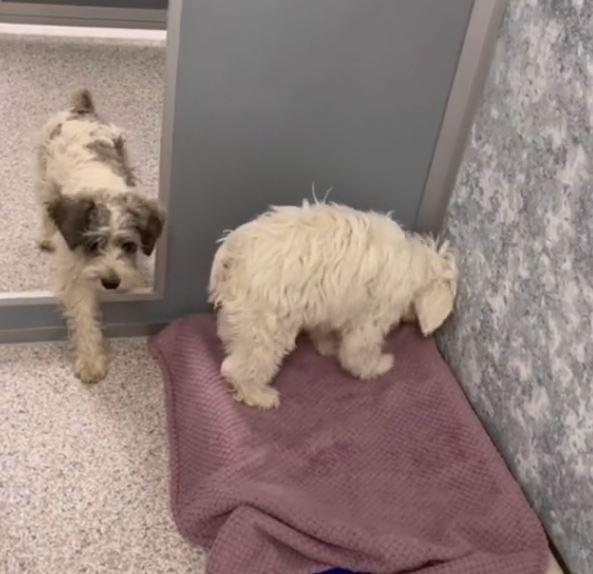 puppies discovering a blanket