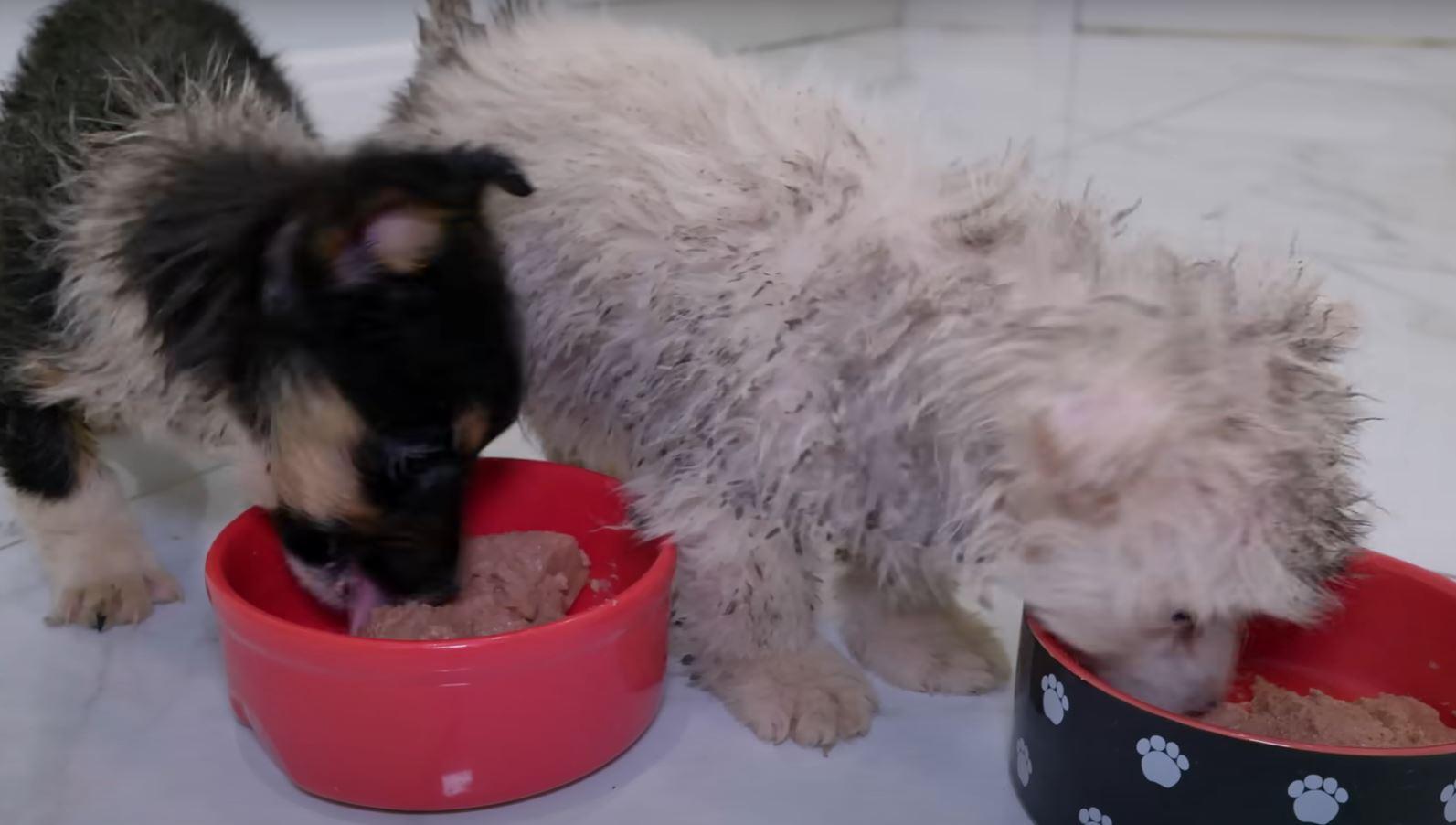 puppies finally getting some food