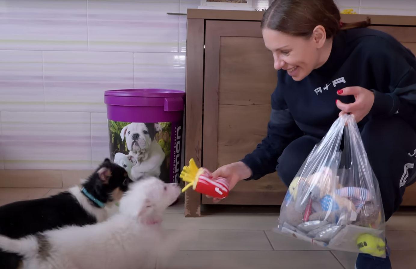 puppies getting a gift