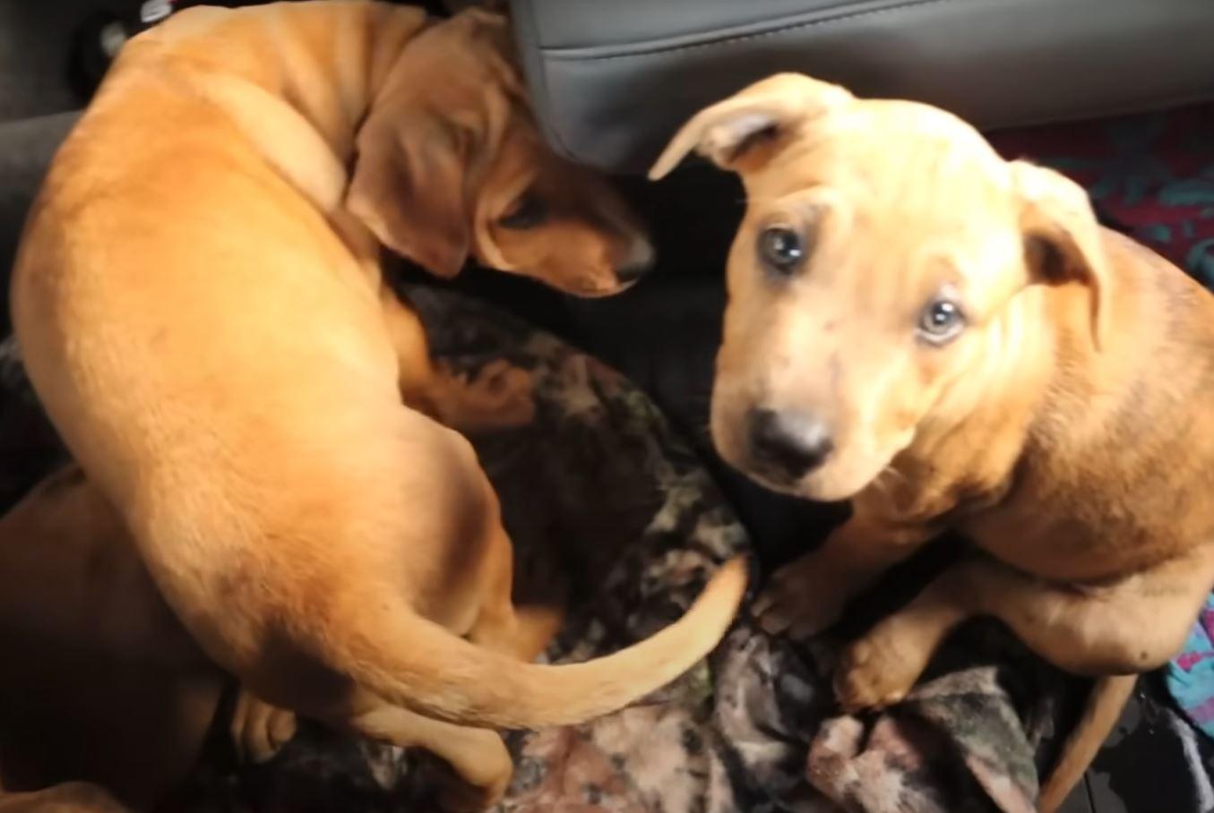 puppies in the car