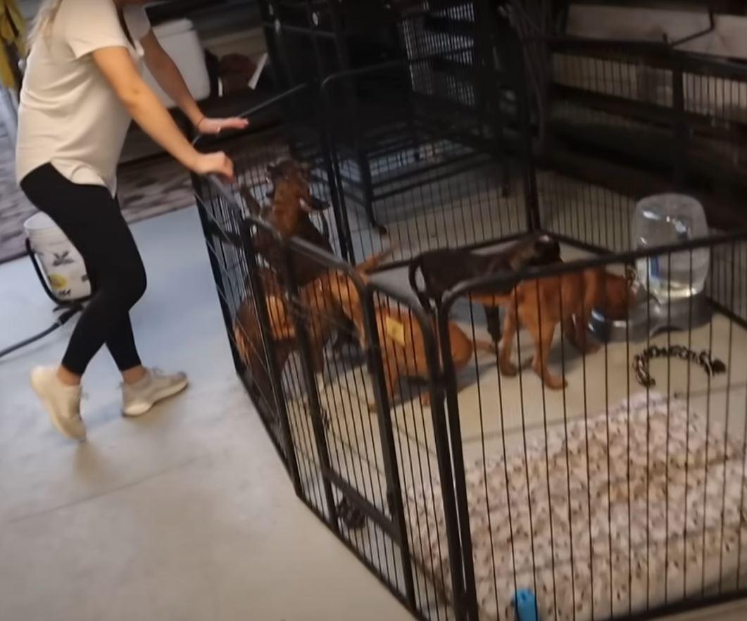 puppies in their cage