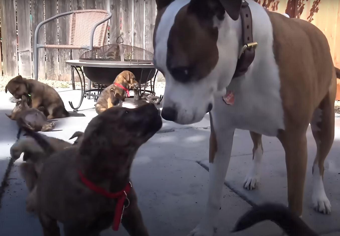 puppies meeting other dogs