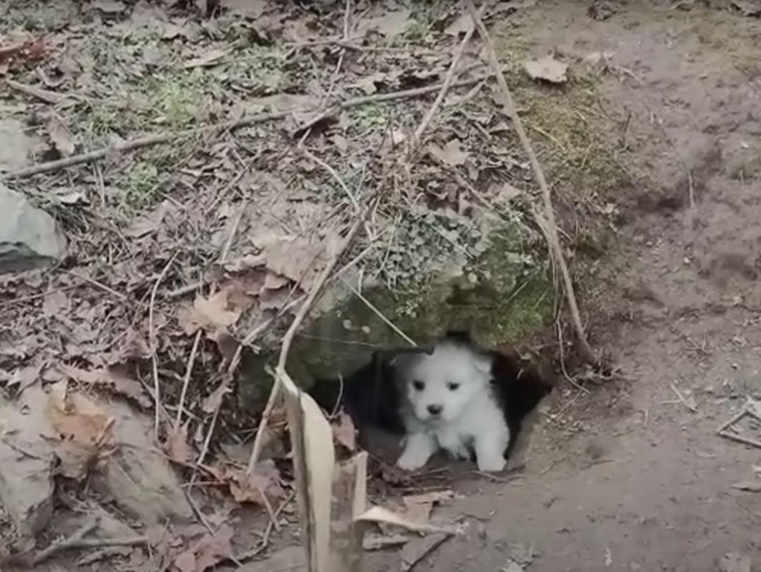 puppies waiting for their mom