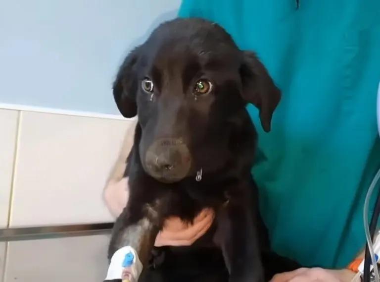 puppy at the vet