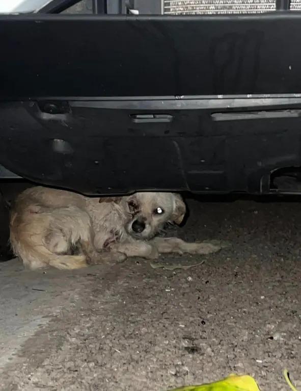 puppy being rescued from beneath the car