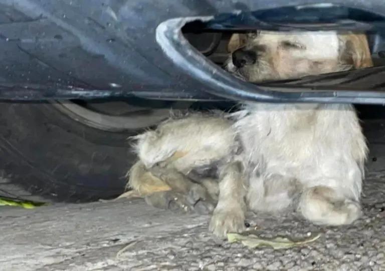 puppy beneath the car