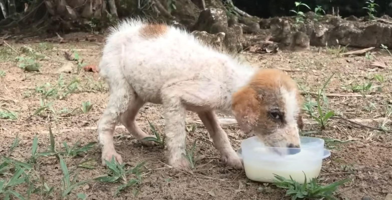 puppy drinking milk