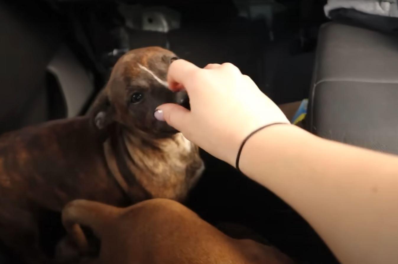 puppy getting pet in the car