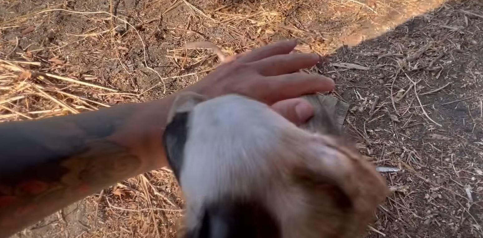 puppy getting pet