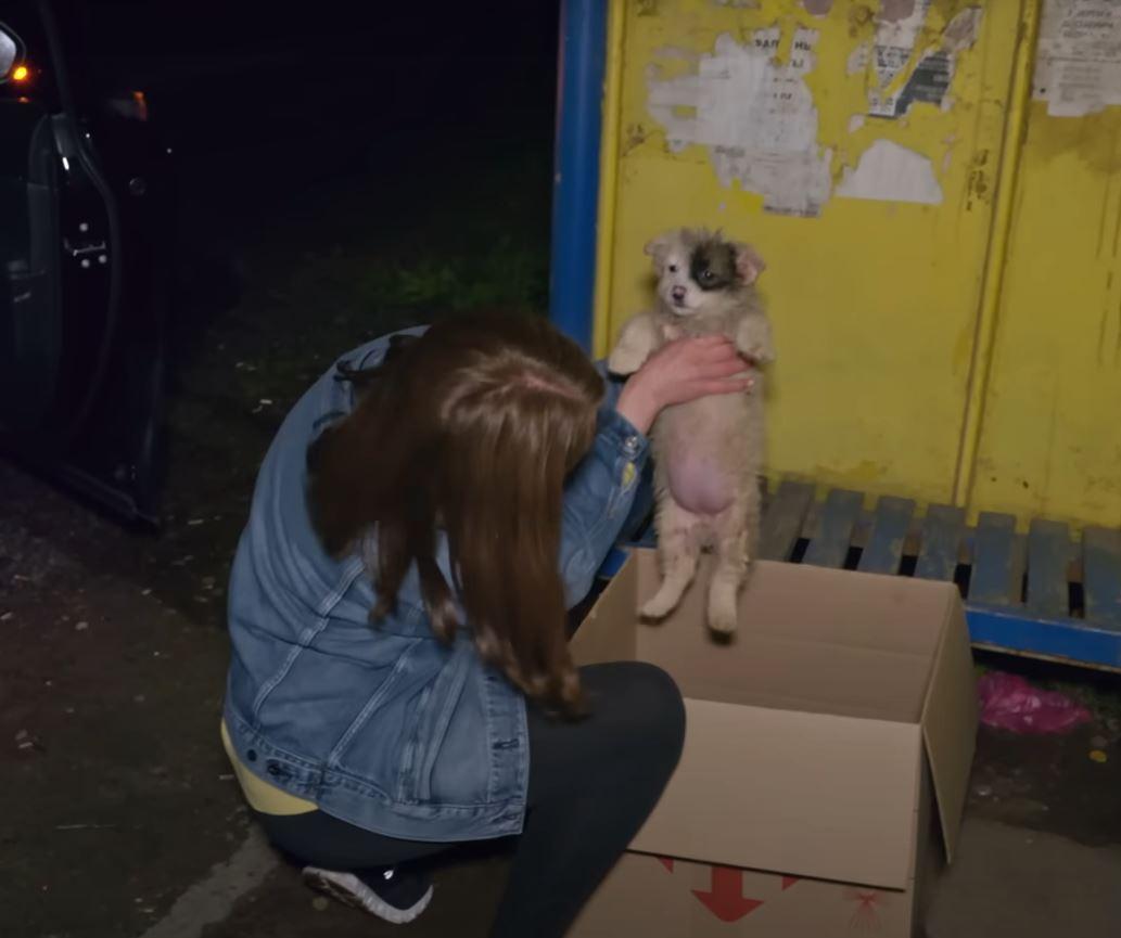 puppy getting rescued