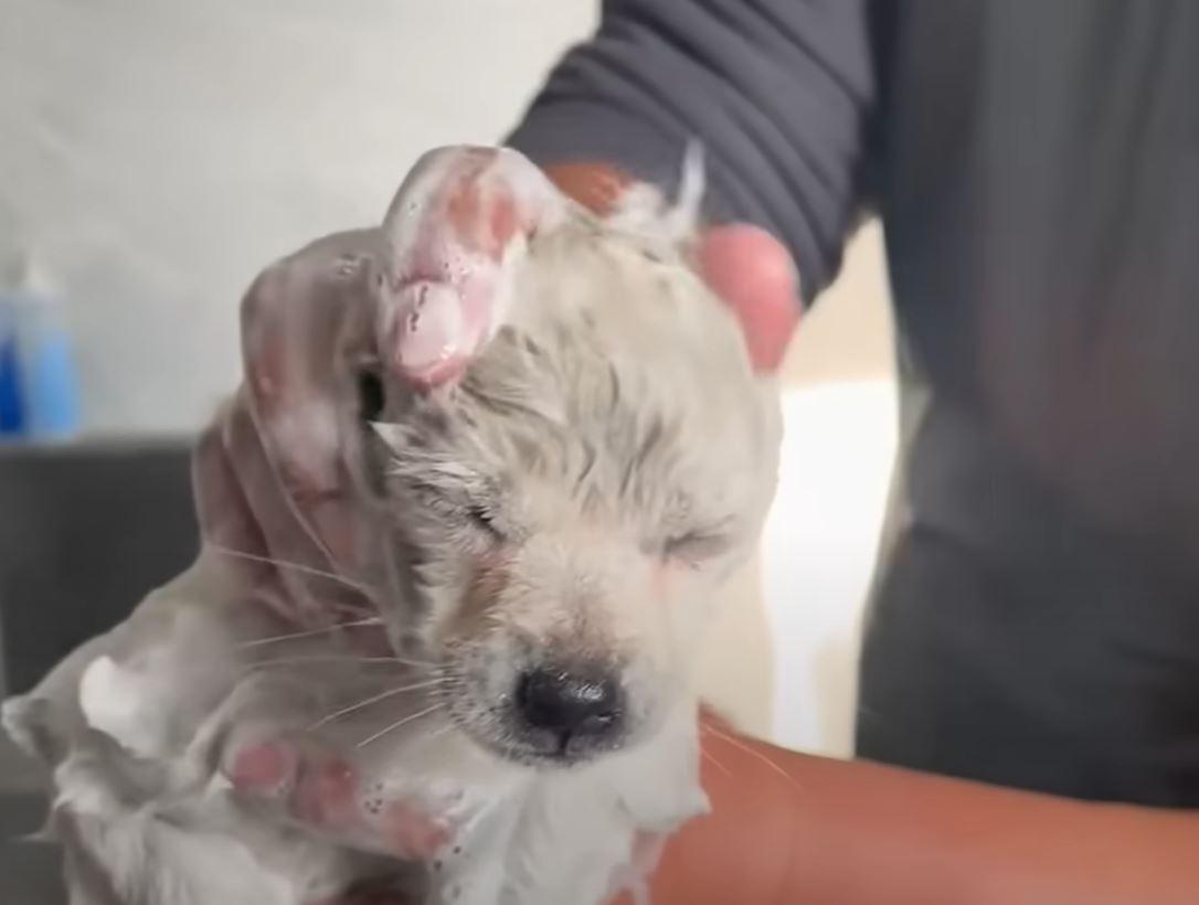 puppy in the bath