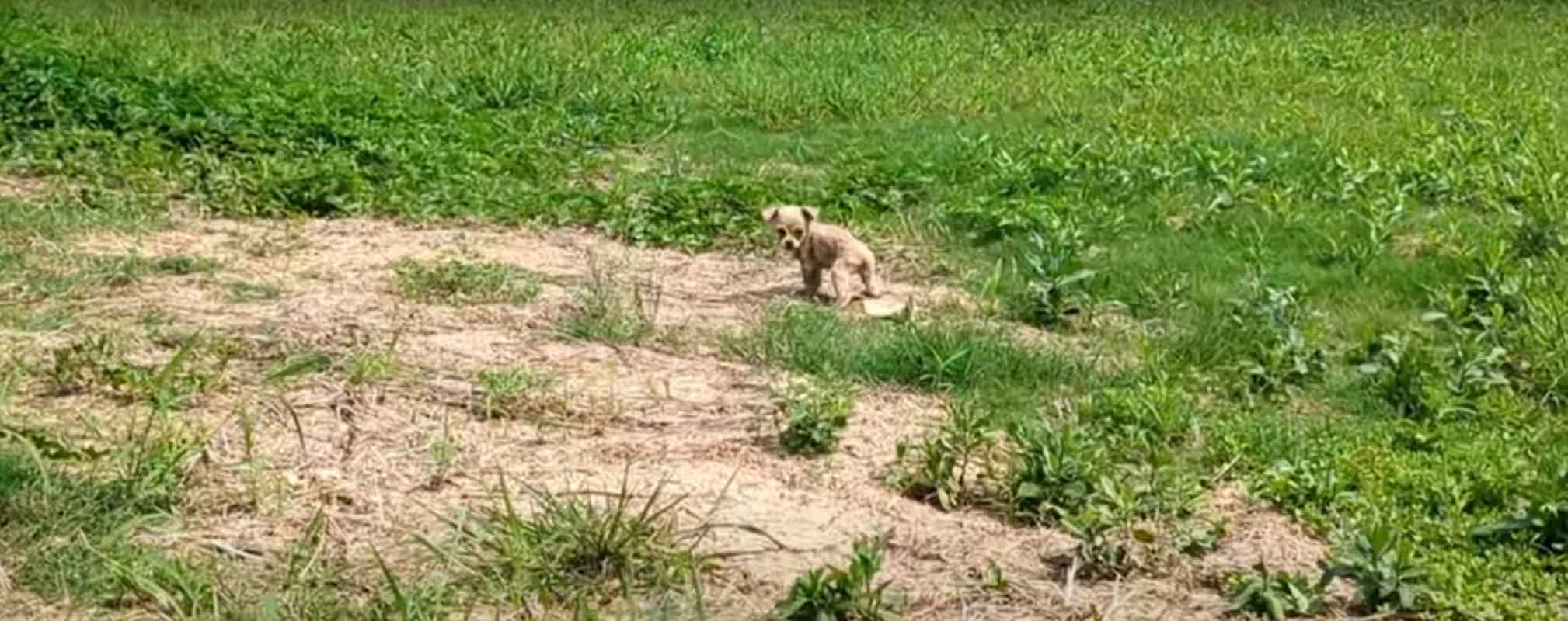 puppy wandering alone