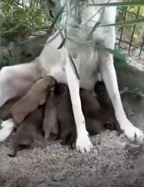 pups drinking milk from mama