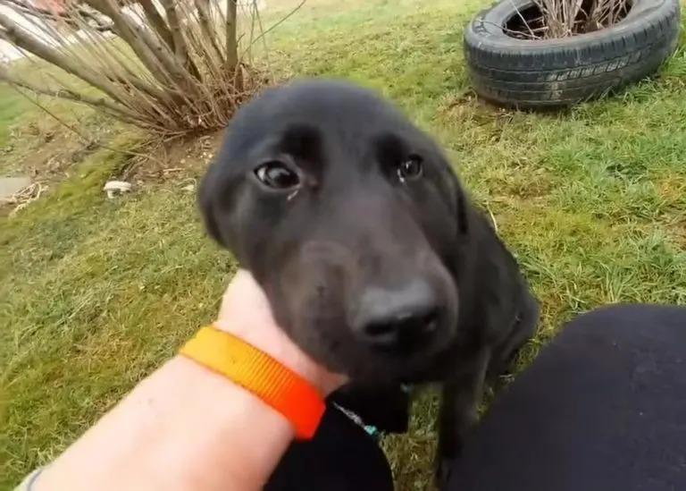 recovered puppy