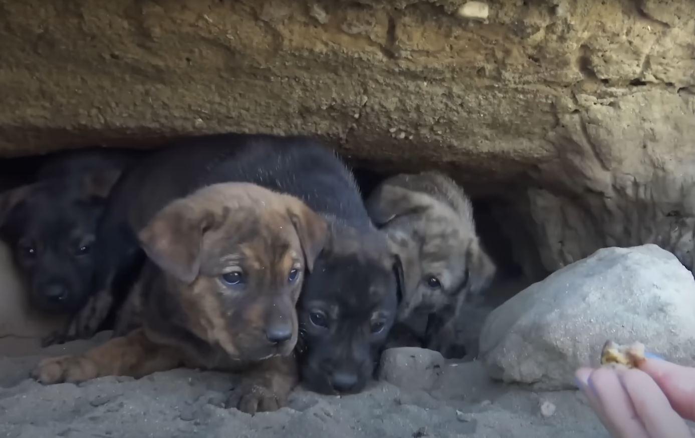 scared puppies getting food