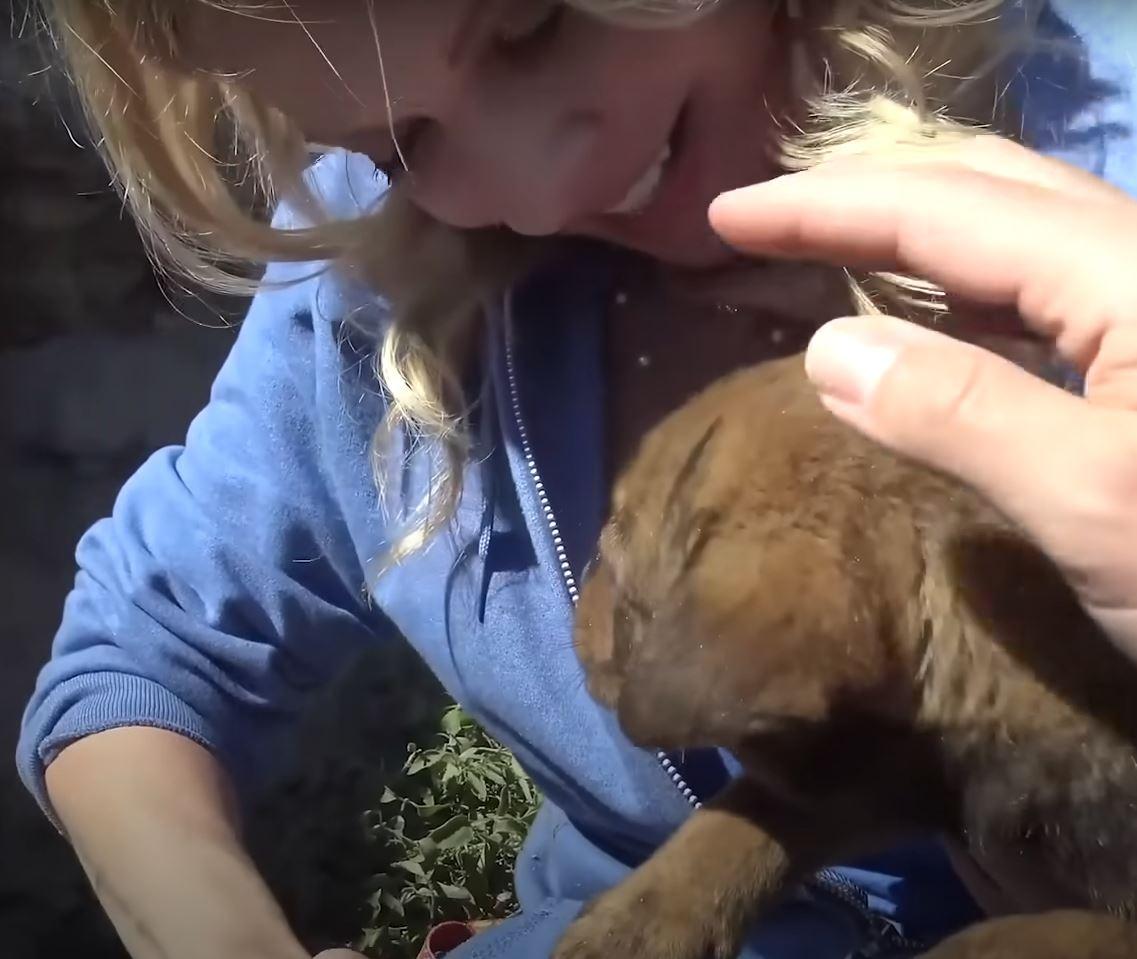 scared puppy getting pet