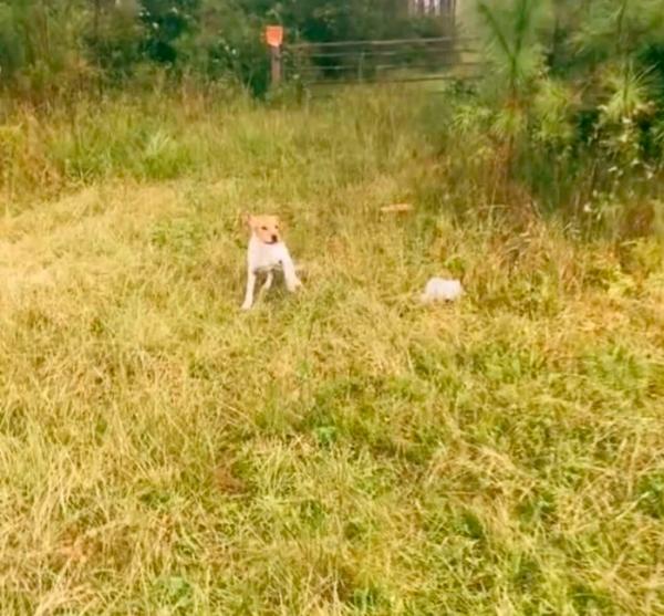 second dog waiting to be rescued