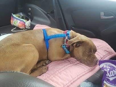 sleeping blue in the car