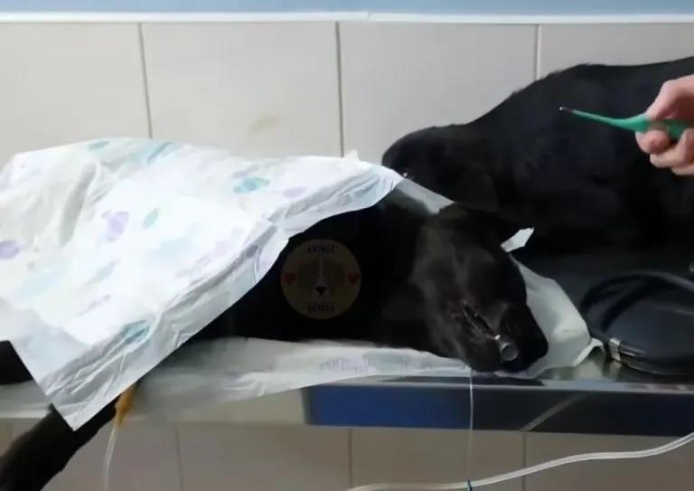 sleeping puppy at the vet