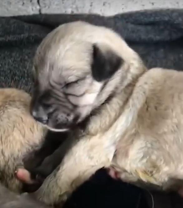 sleeping puppy