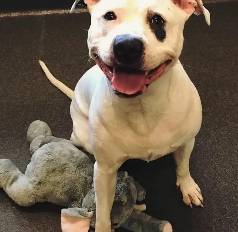 smockey smiling with his elephant