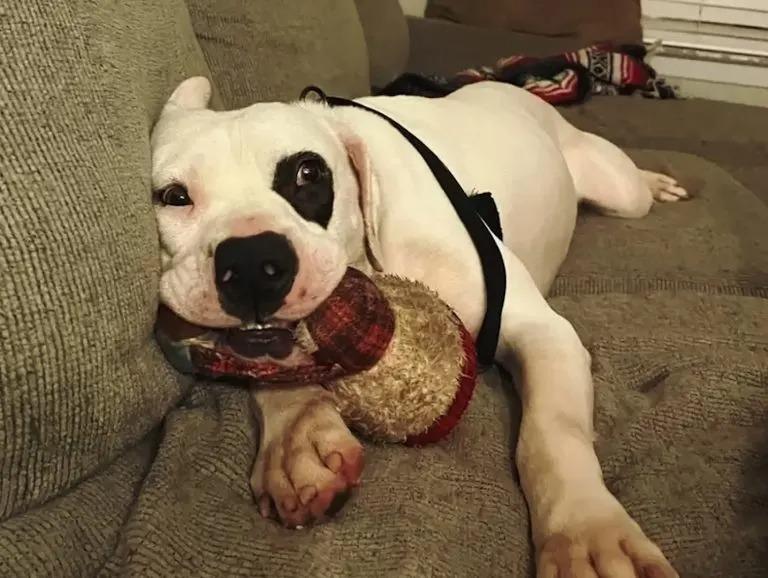 smokey still with his elephant on a couch