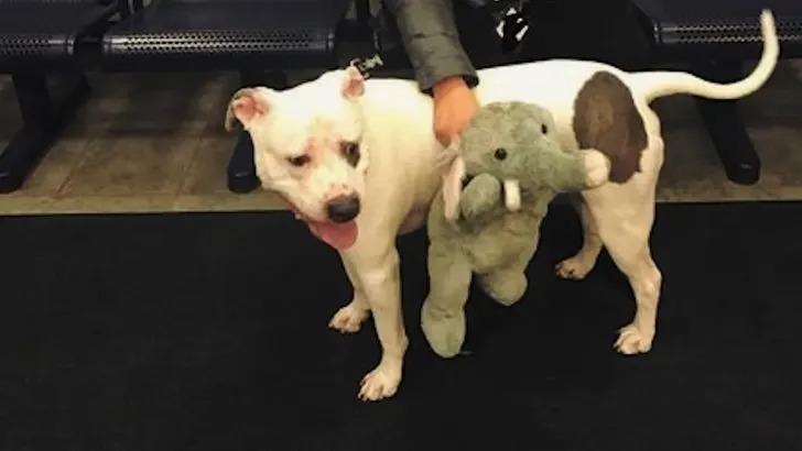 smokey with his elephant