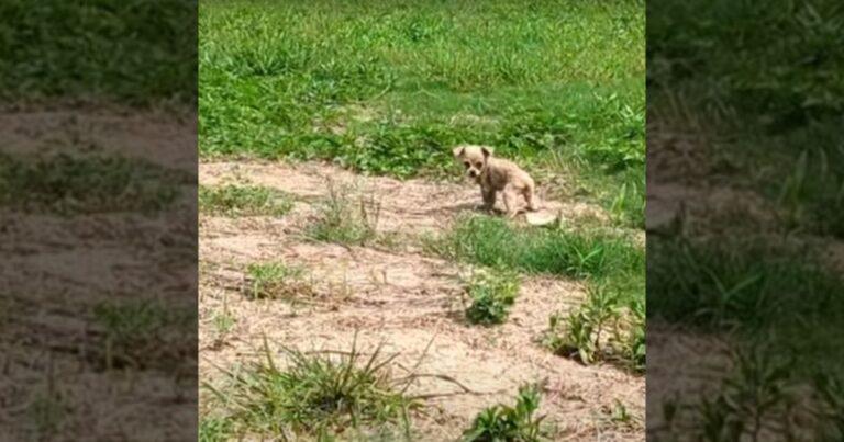 starving puppy rescued after days alone