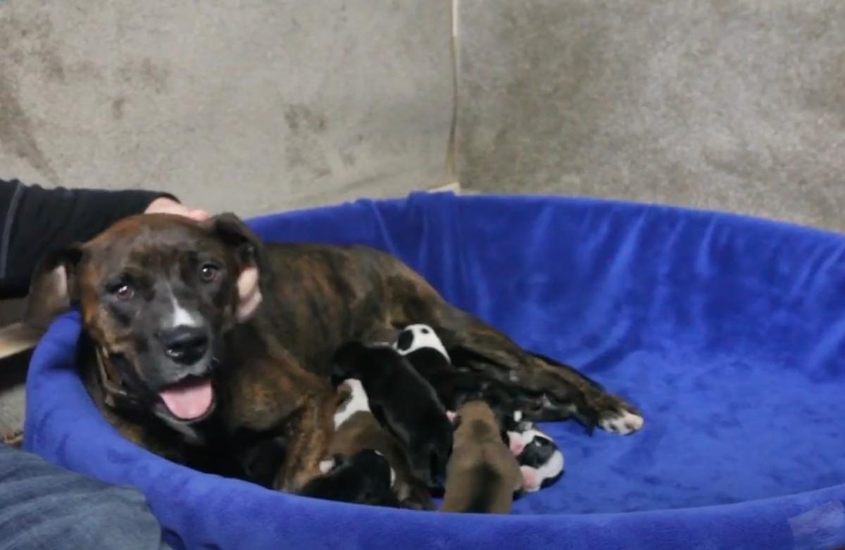 storie feeding her pups