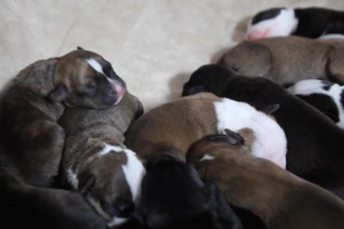 storie's 12 newborn puppies