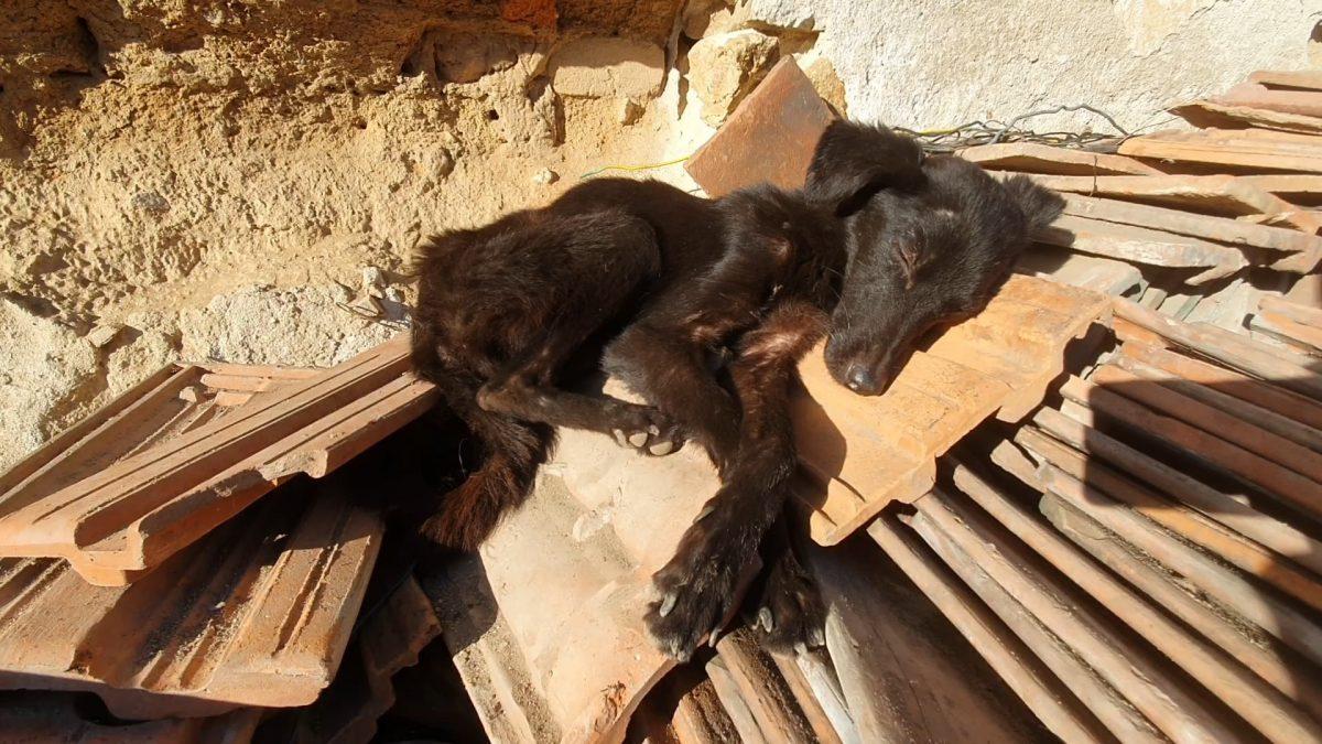 stray dog sleeping on tiles