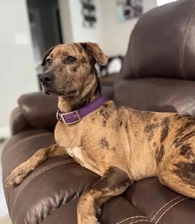 taylor sitting on a leather couch