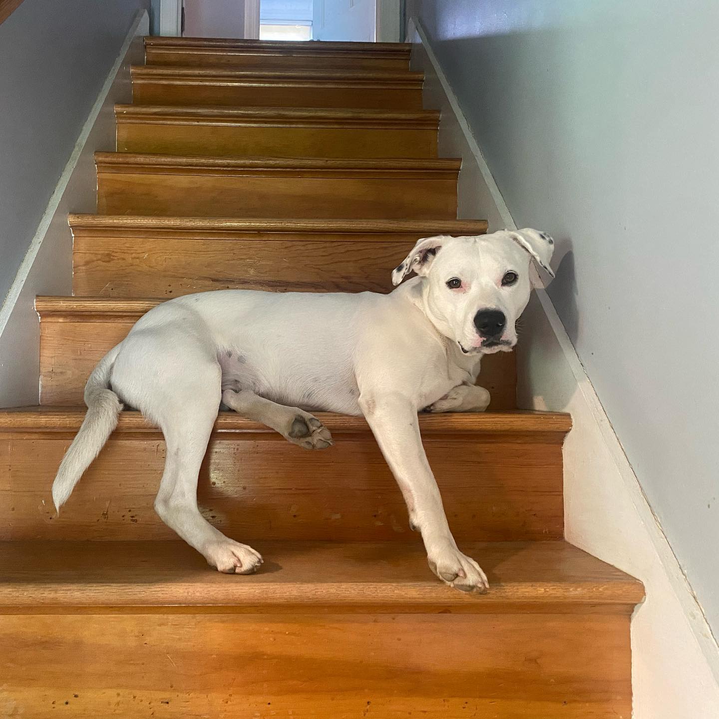 taz on the stairs