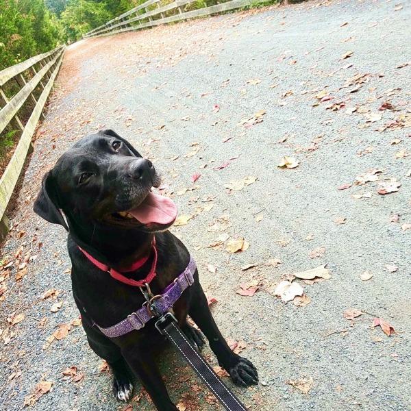 tessy on a walk outside