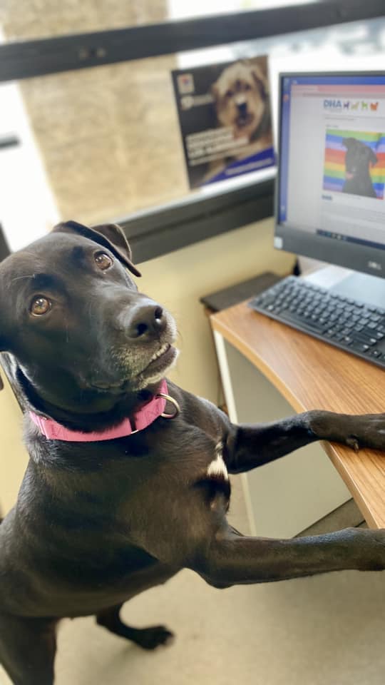 tessy working on computer