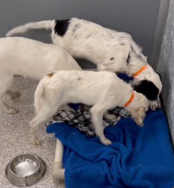 three puppies loving the blanket